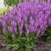 Picture of Salvia 'Back to the Fuchsia' PPAF Meadow Sage - One Quart Pot