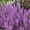 Picture of Salvia 'Back to the Fuchsia' PPAF Meadow Sage - One Quart Pot