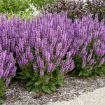 Picture of Salvia 'Back to the Fuchsia' PPAF Meadow Sage - One Quart Pot