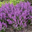 Picture of Salvia 'Back to the Fuchsia' PPAF Meadow Sage - One Quart Pot