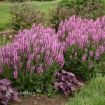 Picture of Salvia 'Back to the Fuchsia' PPAF Meadow Sage - One Quart Pot