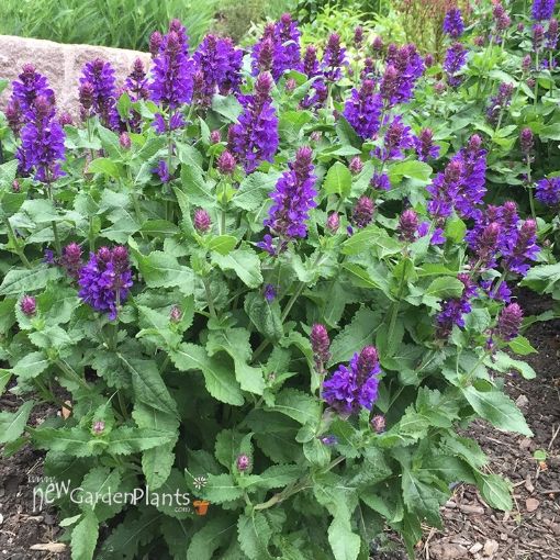 Picture of Salvia 'Blue Marvel' Meadow Sage - One Quart Pot