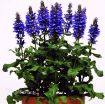 Picture of Salvia 'Blue Marvel' Meadow Sage - One Quart Pot