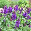 Picture of Salvia 'Blue Marvel' Meadow Sage - One Quart Pot