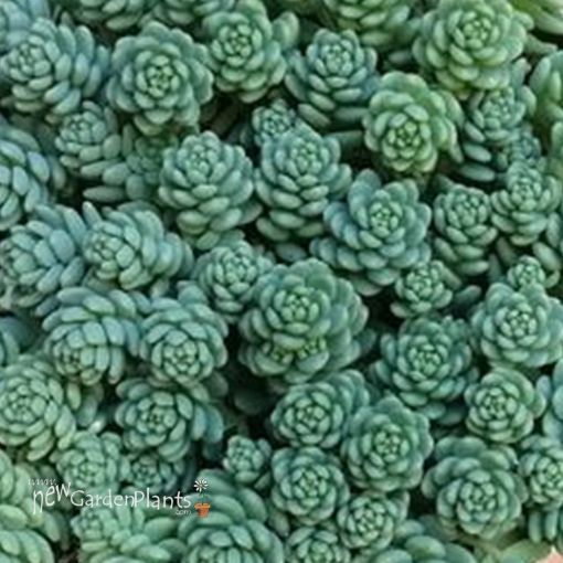 Picture of Sedum 'Blue Tears' - One Quart Pot