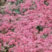 Picture of Sedum 'Cauticola' - One Quart Pot