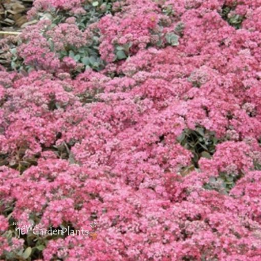 Picture of Sedum 'Cauticola' - One Quart Pot