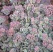 Picture of Sedum 'Cauticola' - One Quart Pot