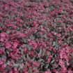 Picture of Sedum 'Cauticola' - One Quart Pot