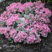 Picture of Sedum 'Cauticola' - One Quart Pot