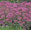 Picture of Sedum 'Carl' - One Quart Pot