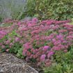Picture of Sedum 'Carl' - One Quart Pot