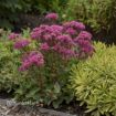 Picture of Sedum 'Carl' - One Quart Pot