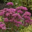 Picture of Sedum 'Carl' - One Quart Pot