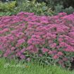 Picture of Sedum 'Carl' - One Quart Pot