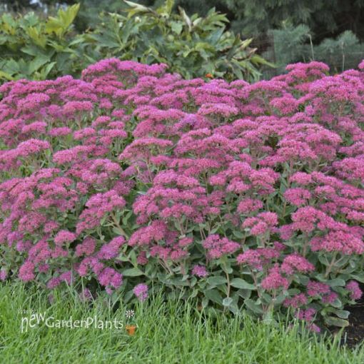 Picture of Sedum 'Carl' - One Quart Pot