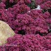 Picture of Sedum 'SunSparkler® Dazzleberry' - One Quart Pot