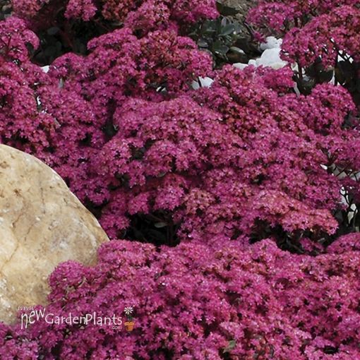 Picture of Sedum 'SunSparkler® Dazzleberry' - One Quart Pot