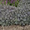 Picture of Sedum 'SunSparkler® Dazzleberry' - One Quart Pot