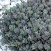 Picture of Sedum 'SunSparkler® Dazzleberry' - One Quart Pot
