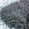 Picture of Sedum 'SunSparkler® Dazzleberry' - One Quart Pot