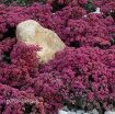 Picture of Sedum 'SunSparkler® Dazzleberry' - One Quart Pot