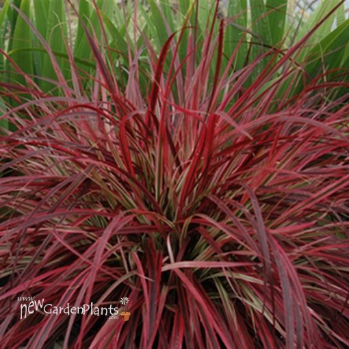 Picture of Pennisetum 'Fireworks' Rubrum Grass - 4.5" Pot