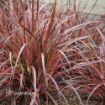 Picture of Pennisetum 'Fireworks' Rubrum Grass - 4.5" Pot