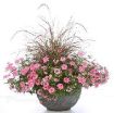 Picture of Pennisetum 'Fireworks' Rubrum Grass - 4.5" Pot