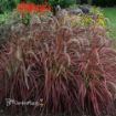 Picture of Pennisetum 'Fireworks' Rubrum Grass - 4.5" Pot