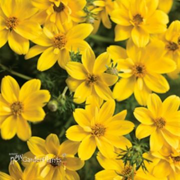 Bidens 'Campfire™ Flame' - 4.5