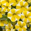 Picture of Calibrachoa 'Lemon Slice' Superbells - 4.5" Pot