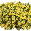 Picture of Calibrachoa 'Lemon Slice' Superbells - 4.5" Pot