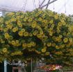 Picture of Calibrachoa 'Lemon Slice' Superbells - 4.5" Pot
