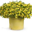 Picture of Calibrachoa 'Lemon Slice' Superbells - 4.5" Pot