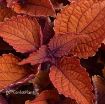 Picture of Coleus 'Main Street Wall Street™' - 4.5" Pot