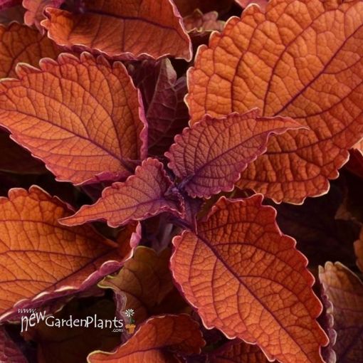 Picture of Coleus 'Main Street Wall Street™' - 4.5" Pot