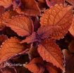 Picture of Coleus 'Main Street Wall Street™' - 4.5" Pot