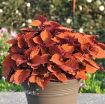 Picture of Coleus 'Main Street Wall Street™' - 4.5" Pot