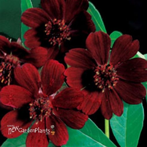 Picture of Cosmos 'Chocolate Atrosanguineus' - 4.5" Pot