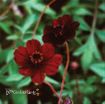 Picture of Cosmos 'Chocolate Atrosanguineus' - 4.5" Pot