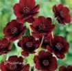 Picture of Cosmos 'Chocolate Atrosanguineus' - 4.5" Pot