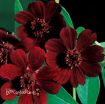 Picture of Cosmos 'Chocolate Atrosanguineus' - 4.5" Pot
