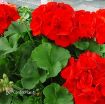 Picture of Geranium 'Americana® Dark Red' Zonal - 4.5" Pot