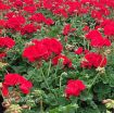 Picture of Geranium 'Americana® Dark Red' Zonal - 4.5" Pot