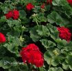 Picture of Geranium 'Americana® Dark Red' Zonal - 4.5" Pot