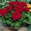 Picture of Geranium 'Americana® Dark Red' Zonal - 4.5" Pot