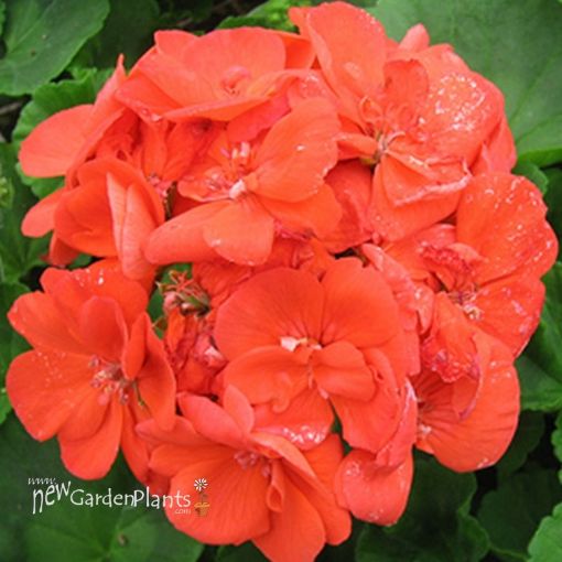 Picture of Geranium 'Rocky Mountain™ Orange' Zonal - 4.5" Pot