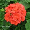 Picture of Geranium 'Rocky Mountain™ Orange' Zonal - 4.5" Pot