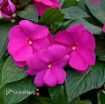 Picture of Impatiens 'New Guinea Sonic® Lilac' - 4.5" Pot